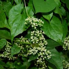 Image result for Mikania