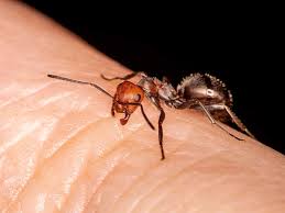 Image result for ant bite