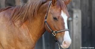 Jack the mexican quarter horse making funny faces for the camera. You Won T Believe What Animal Has More Facial Expressions Than Dogs And Chimpanzees The Animal Rescue Site News