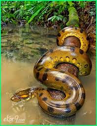 Anak ular tedung yang dikenali sebagai ular tedung sembur merah atau naja pallida ,the red spitting cobra. 47 Ular Terbesar Di Dunia Ideas Snake Largest Snake Giant Snake