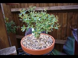Crassula sarcocaulis or bonsai crassula is a small succulent shrub native to south africa. Crassula Sarcocaulis Bonsai Youtube