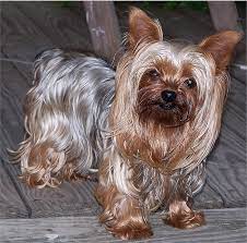 They typically have a fairly distinctive black and tan color (sometimes referred to as blue and gold or blonde). Blue And Gold Yorkshire Terrier Puppy Pikrepo