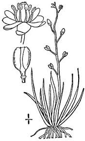 Image result for Subularia monticola