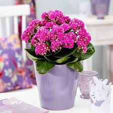 Mothers Day Deep Pink Kalanchoe Flaming Katy Plant In Bud Bursting In To Bloom In Silver Pot Bloom Plants Beautiful Flowers