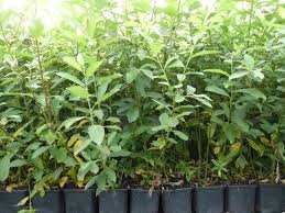 Salweide Salix Caprea Im 1l Topf Ab 2 49