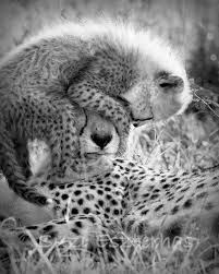 Black And White Cheetah Photography Baby Animal Nursery Art Print Funny Baby Cheetah With Mom Photo Black And White Mom And Baby Animal Wildlife Photography Safari Nursery Smeshnye Fotografii Zhivotnyh Tovary Dlya Zhivotnyh Malenkie Gepardy