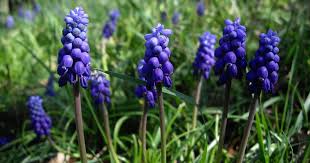 Pin On Garden Projects