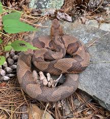 Image result for Pseudechinolaena