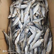 This fish tastes bad, so i'm. Tabagak Tamban Pusit Dried Fish Uga Bulad For Sale Facebook