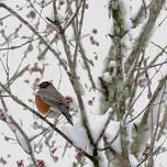 New River Christmas Bird Count — Blue Ridge Discovery Center