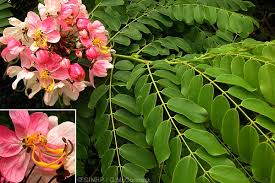 Image result for Cassia javanica