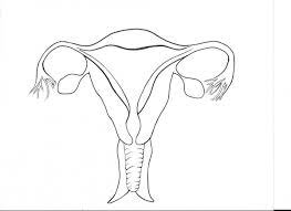 The reproductive events in humans include, formation of gametes (gametogenesis), i.e., sperms in males and ovum in females, transfer of sperms into the female genital tract (insemination), fusion of male and female gametes (fertilisation) leading. Female Reproductive System Diagram Unlabeled New Ovary Diagrams Female Reproductive System Female Reproductive System Anatomy Reproductive System