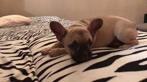A francia bulldog kutyafajta (más néven frenchies, frog dog, bohóc kutya) információ és tények, beleértve a vásárlási tanácsokat, fotókat, az átlagos költségeket a saját és az egészségügyi. 4 Honapos Francia Bulldog Kuzd A Csontert Es Megvan Youtube