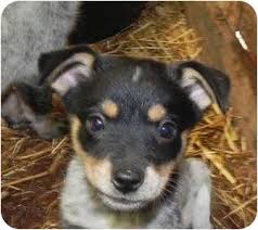 We did not find results for: Salem Nh Blue Heeler Meet Olive A Pet For Adoption