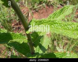Image result for Vernonia hirsuta