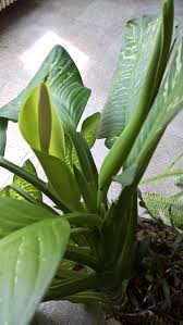 Image result for dieffenbachia flower