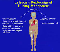 Image result for Estrogen