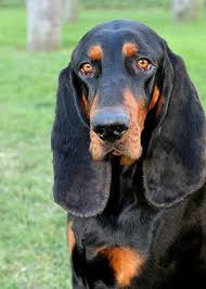 Black And Tan Hound Dog Pin On Black And Tan Coonhound