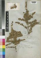 Image result for Vernonia conferta