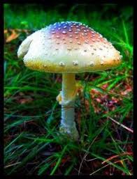 70 melhores ideias de fungos fungos cogumelos musgos pinterest