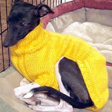 Maximo and rosie are getting used to their new bed. Darling Darby Dog Sweater Free Dog Sweater Knitting Pattern