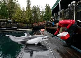 Check spelling or type a new query. Vancouver Aquarium To Move Last Dolphin Out Drops Lawsuit Against Park Board The Star