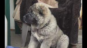 Ciobanestii caucazieni sunt, in general, curajosi si ambitiosi. Prezentare Ciobanesti Caucazieni Femela 3 Luni Mascul 13 Luni 2018 Youtube