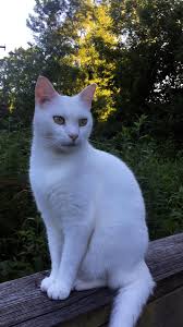 Found This Duder Chillin On The Greenway In Nashville Ill Call Him Snowball Because His Fur Is Pretty And White Gatos