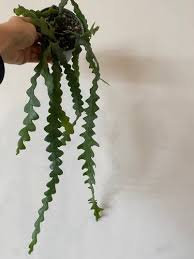 Image result for Euphorbia ramulosa