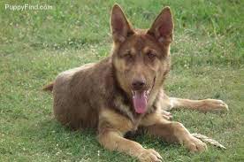German shepherd puppies florida puppyfind. Tan German Shepherd Liver Tan Male Still Available 800 Pet Price Cao Pastor Pastores Alemaes Caes