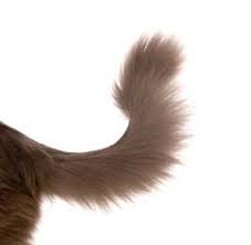 Cats puff their tails cats may also puff up their tails when they have been stroked for too long and have become overstimulated. Interpreting Tail Wags In Dogs Vca Animal Hospital