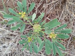 Image result for Crotalaria spinosa