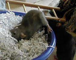 Ratty Toy Ideas Pet Rats Baby Rats Rats