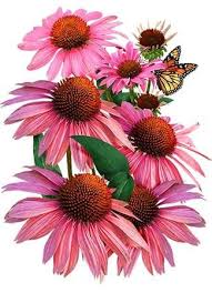 This plant should only be grown in full sunlight. Ruby Star Coneflower Seeds Echinacea Purpurea Echinacea Purpurea Echinacea Plant Drawing