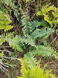 Image result for Blechnum punctulatum