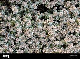 Image result for Polycarpaea prostratum