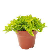 Image result for Platostoma montanum