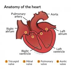 If the fetus is healthy, his heart rate briefly increases when he moves or when he is stimulated, for example by uterine contractions or external sound. Patent Ductus Arteriosus In Dogs Vca Animal Hospital