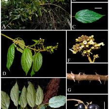 Image result for Premna velutina