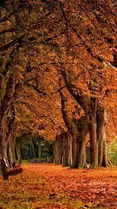Wallpaper Collection 37 Best Free Hd Fall Iphone Wallpaper Background To Download Pc Mob Autumn Scenery Wallpaper Backgrounds Fall Wallpaper