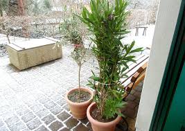 Beskytt oleander effektivt mot frost. Oleander Uberwinterung Tipps Und Wie Ich Es Mache