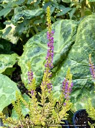Image result for Calluna vulgaris