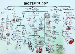 Pin De Gabriel Grosso En Amor En 2020 Con Imagenes Bacteriologia Microbiologia Biologia