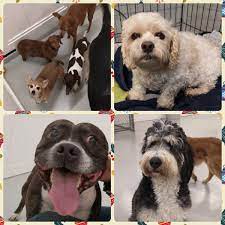 This is doggy style! by tony woikov on vimeo, the home for high quality videos and the people who love them. Doggin It Daycare Dogginitdaycare Twitter