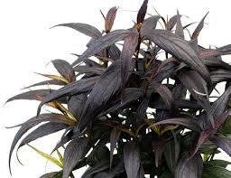 Image result for Strobilanthes anisophylla