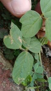 Image result for Rhynchosia chimanimaniensis