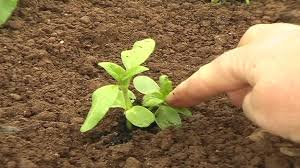 Wann sonnenblumen säen der effektivste weg von getting ihre eigenschaft blick neu wird zu update die möbel mit jedem ahreszeit. Video Sonnenblume Pflanzen