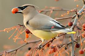 Maybe you would like to learn more about one of these? Agrow How To Keep Birds Away From Your Orchard