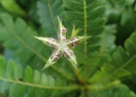 Image result for Biophytum