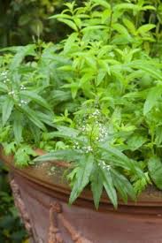 Its latin name is aloysia citrodora; 83 Lemon Verbena Ideas Lemon Verbena Verbena Lemon